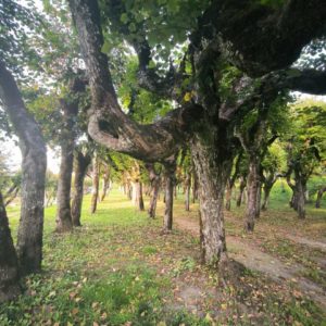 Photo 2 - Path at Katvaru Manor Park