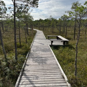 Photo 2 - Meenikunno Trail