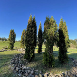 Photo 14 - Pedvāle Art Park