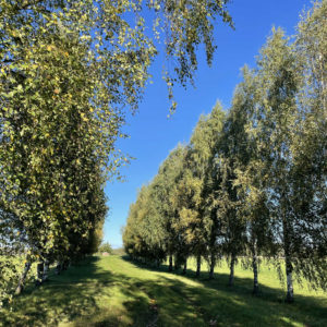 Photo 17 - Pedvāle Art Park