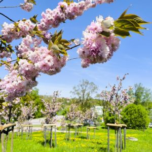 Photo 7 - Mālkalns and the Cherry Garden in Tukums city