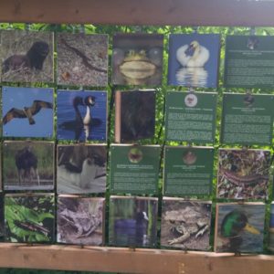 Photo 2 - From Dikļi to Vīsraga nature trail in Burtnieki – 1 day