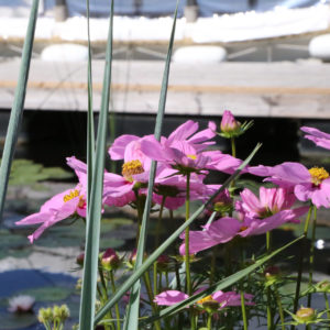 Photo 2 - Cieceres ezera peldvieta pie Cieceres ostas