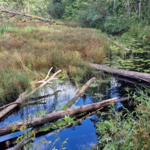 Photo 9 - Koprarada õpperada and Soomaa rahvuspargi külastuskeskus