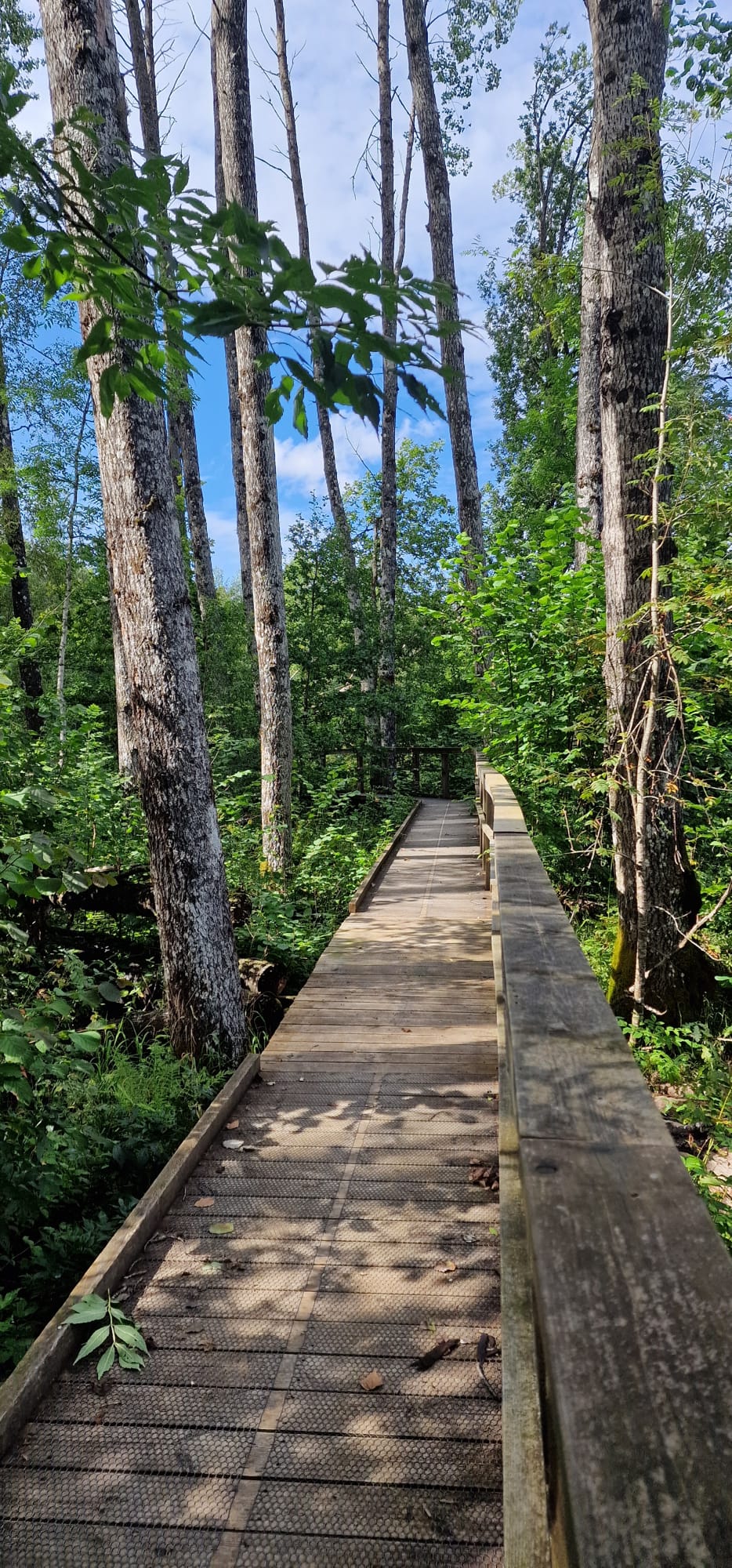 Koprarada-õpperada foto rajalt, kus on kõrged puud