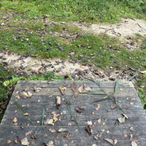 Photo 14 - Lake Vanamõisa