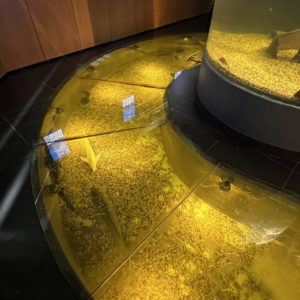 Photo 5 - Eesti Maaülikooli Järvemuuseum