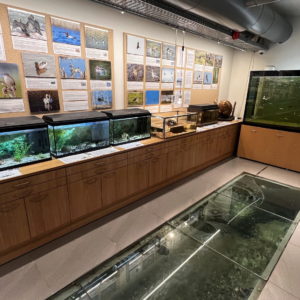 Photo 8 - Lake Museum